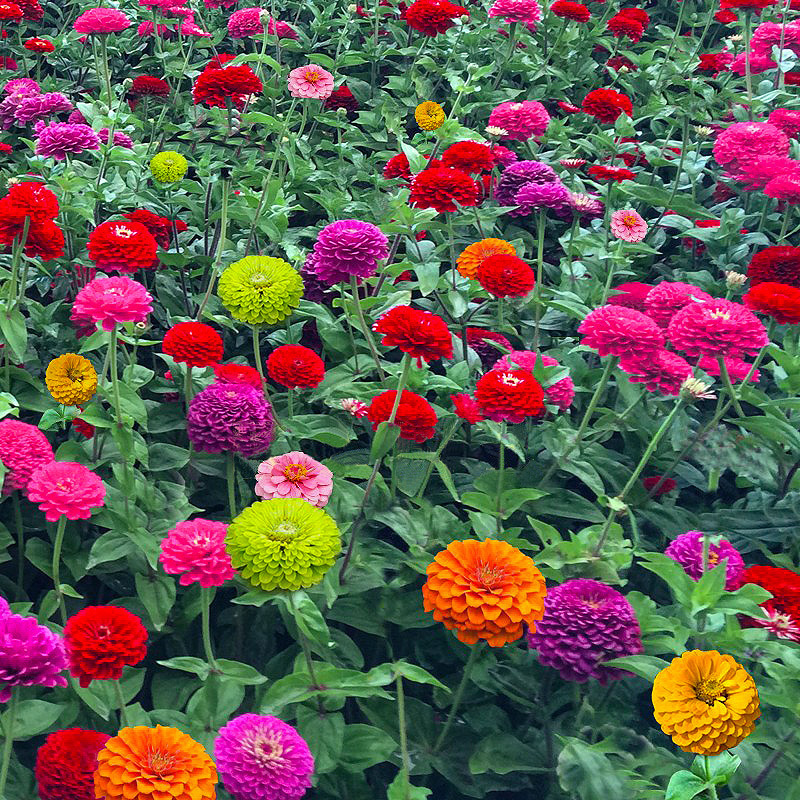 Semillas de flores, semillas de flores.