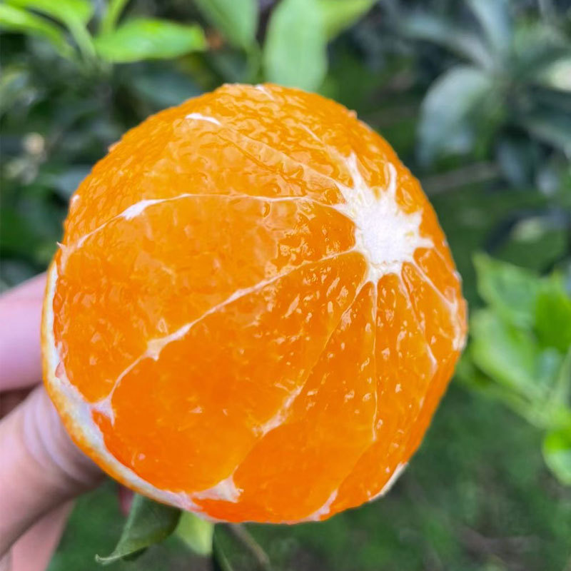 【核心产区】四川眉山爱媛38号果冻橙产地批发/社区团购/整车