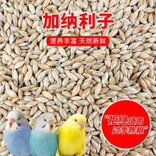 鹦鹉鸟食饲料加纳利子白尖粟金丝雀玄凤虎皮抗寒黄雀高蛋白鸟粮