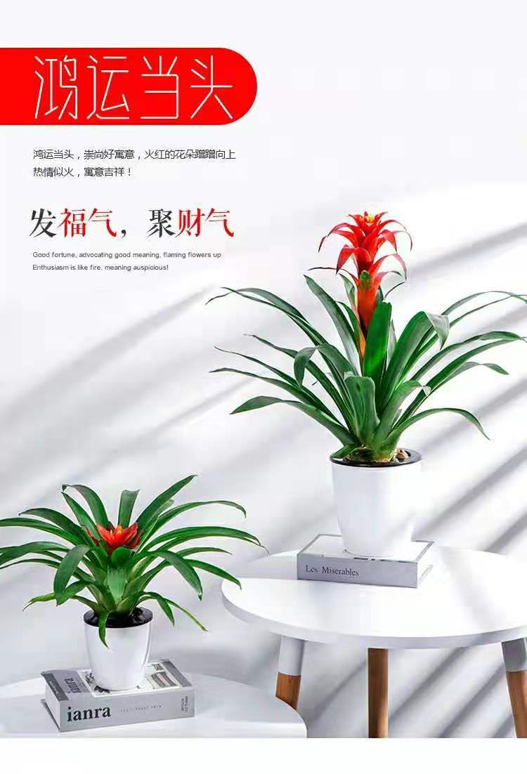 鸿运当头绿植花卉凤梨菠萝花室内客厅盆景花苗净化空气盆栽大红星-阿里巴巴