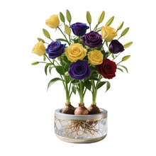 �ļ��_��õ�廨��ˮС�n�m�N�򻨻���������ˮ��ֲ����B�Gֲ�̨