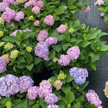 无尽夏大绣球花盆栽带花苞净化空气阳台观绿植