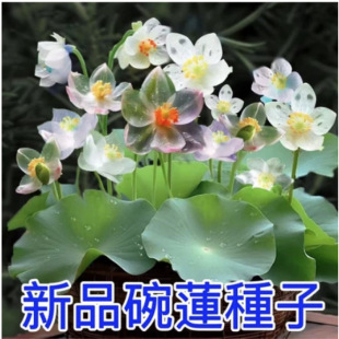 ��ɏ�Nˮϵ����ˮ�B�Gֲ���Bֳ˯ɏ�ɻ��o�����Ի����o���辰