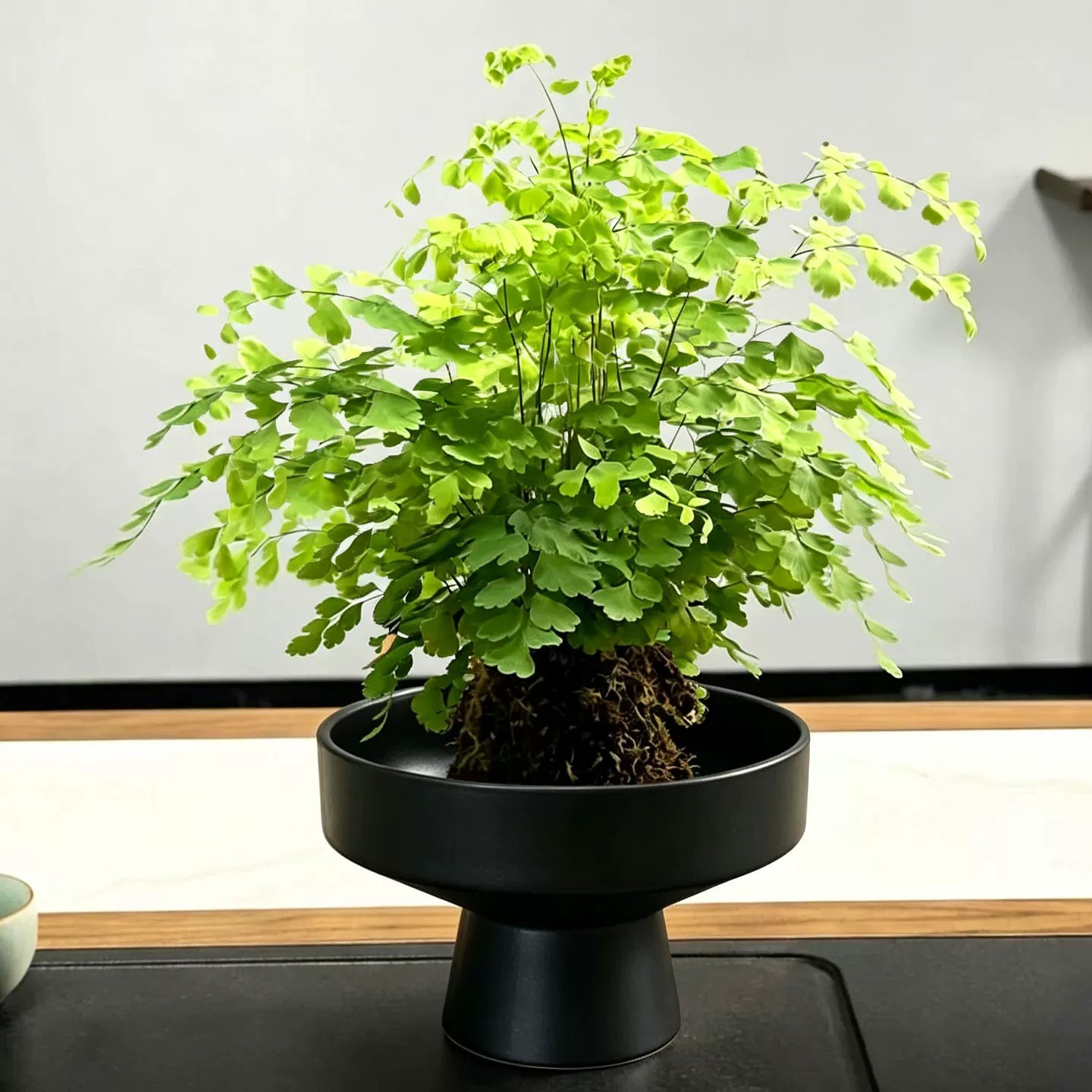 铁线蕨+苔藓球+黑色花托