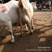 萨能奶山羊小羊糕好养殖吗 成年羊能长多重 萨能奶山羊小羊羔