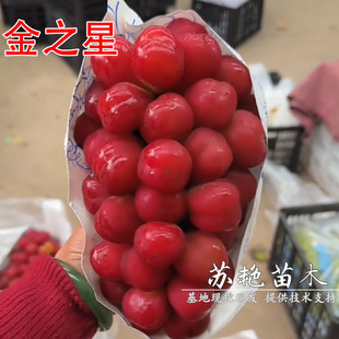 ������Ʒ�N��֮�����Ѽ޽�������ꖹ�֮�ǽ���Ů��������Ȼ�o��