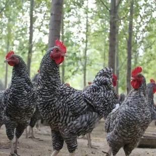 ���ۼ��N�J���u��Ó�ذ���J���u����wС�u����߮a�G�����J���u