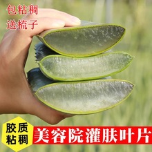 �������J�C�����J�C���w����Ժ�����J�Cʳ���J�C�Gֲ�J�C�r�~Ƭ