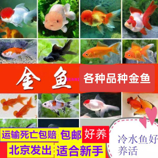 �^�p�~���w��ˮ�~���N���~�Q피t�{���^�����t�̽������p���B��