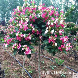 ����\��������ߗU�\����t���ӄe��ͥԺ�ͺ����;G���L��������