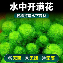 �G��ˮ��ֲ���~�׌����쾰ˮ������ˮ�|ˮ�������Gֲ�Ź���Ԍ���