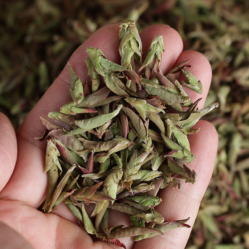 云南茶叶 2025大雪山紫芽苞 早春大树普洱茶 勐库老树茶 散茶芽头