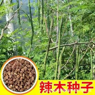 ӡ����ľ�N����ľ�N���ļ�ͥԺ�Nֲ��ľ�N����ľ���ѹ�鳘�N�ӷN