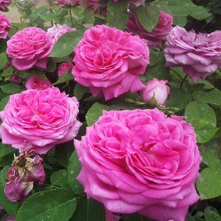 �o���ش󻨶��ٱ������¼�����������֦ĵ���ļ�ͥԺ�����Nޱ����