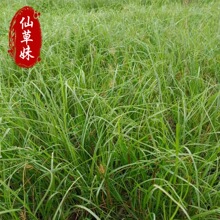 小兔子狼尾草杯苗盆栽多年生宿根观赏草类 金红羽狼尾草 基地供应
