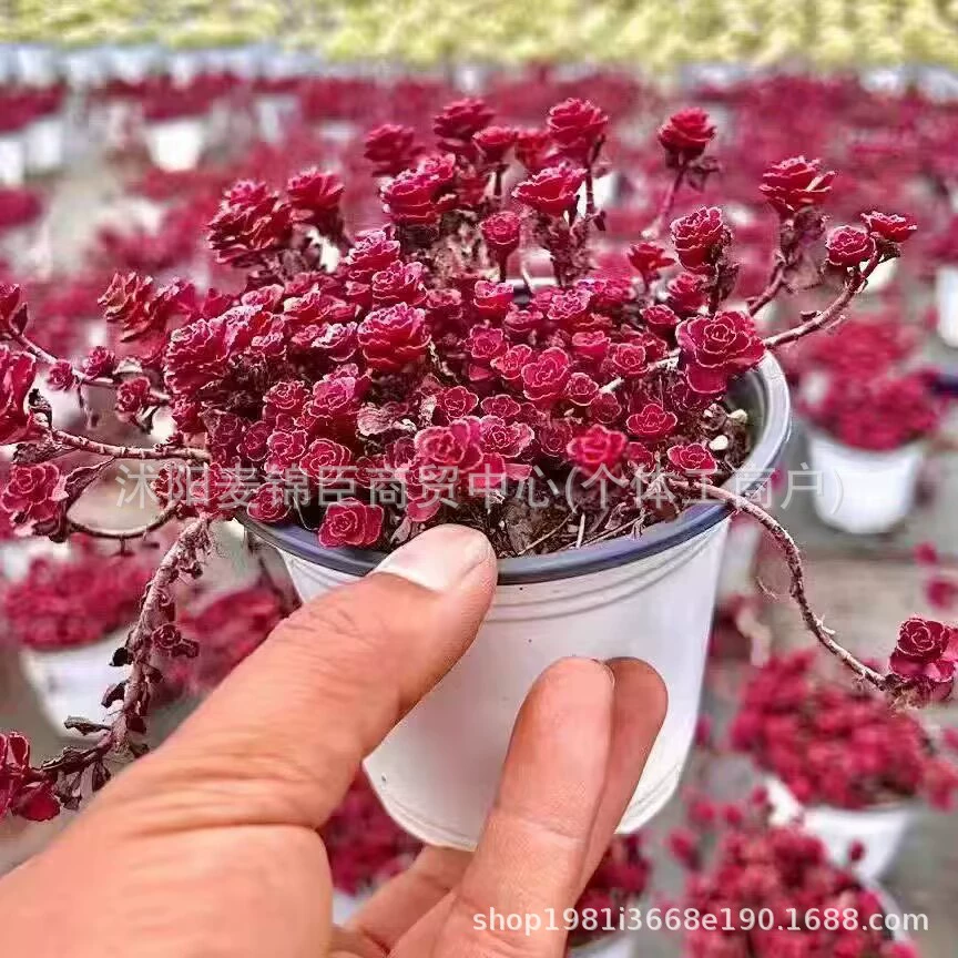 Комбинация суккулентов премиум-класса в горшке с шариками цветов лотоса, кластерами роз, старыми кучками, редкими комнатными суккулентами