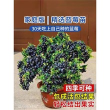 蓝莓树果苗盆栽果树苗特大号百香果四季种植庭院室内阳台耐寒好养