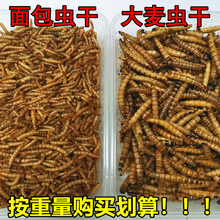 面包虫子干大麦虫干黄粉虫干小虫高蛋白500g鸟仓鼠鱼宠物零食包邮