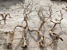 去皮金银花树造型树枝装饰树干枝枯树杆龙骨干造景树霸王根歪脖树