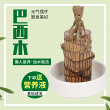 巴西木水养幸运木开花绿植室内盆栽格鲁特四季易活发芽巴西木