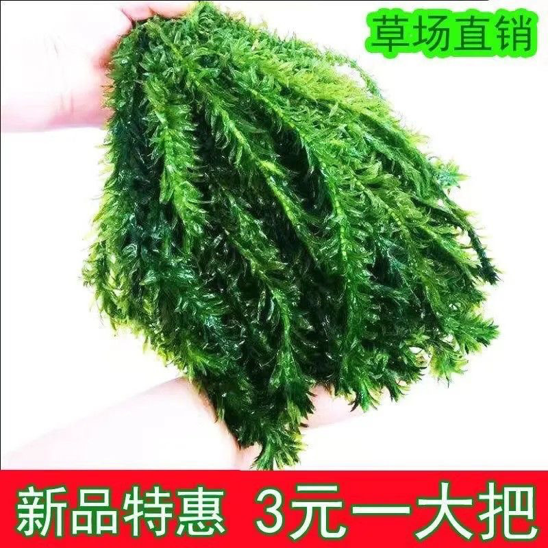净水真水草净水植物蜈蚣草绿菊淡水养龟鱼缸造景水草增氧懒人绿植