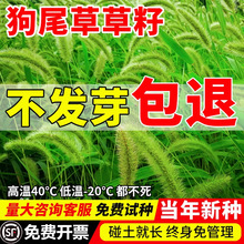 护坡固土狗尾巴草种子边坡绿化牧草杂草种子观赏型狗尾草种子