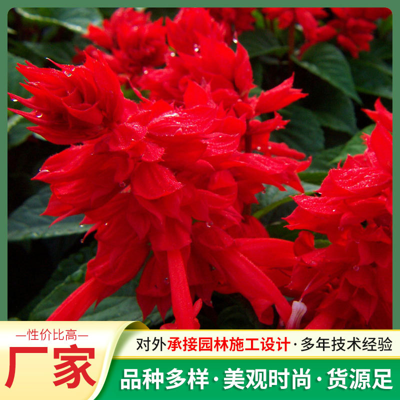 定制园林景观花卉盆栽矮串红种子耐热盆栽品系矮串红花种子工程用