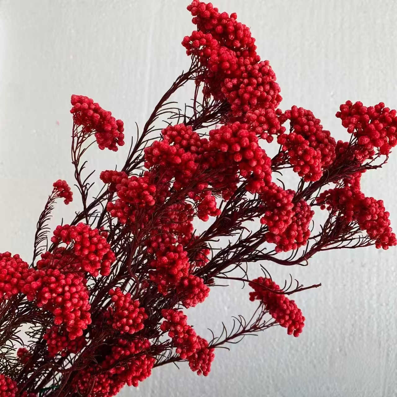 Flores de inmortalidad rojas decoración de boda flores secas de Año Nuevo para dar la bienvenida a los huéspedes frijoles de dragón grasa colgando arroz al por mayor