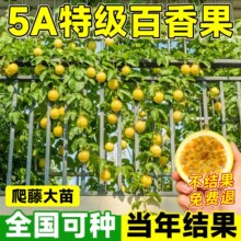 黄金密百香果9号嫁接特大水果树苗四季结果爬藤阳台庭院盆栽种植