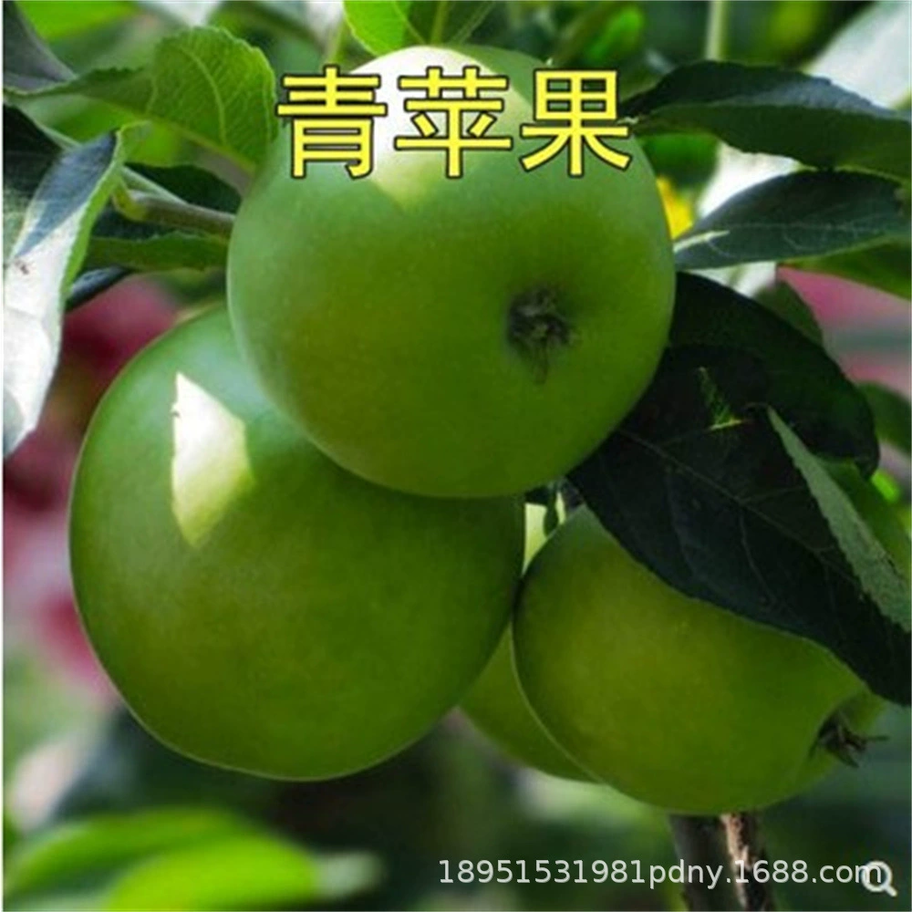 Старый сорт Zhuguang яблони саженцы привиты Meixiafu кислые хрустящие сладкие яблоки саженцы посажены на юге и севере года плодоношения саженцев
