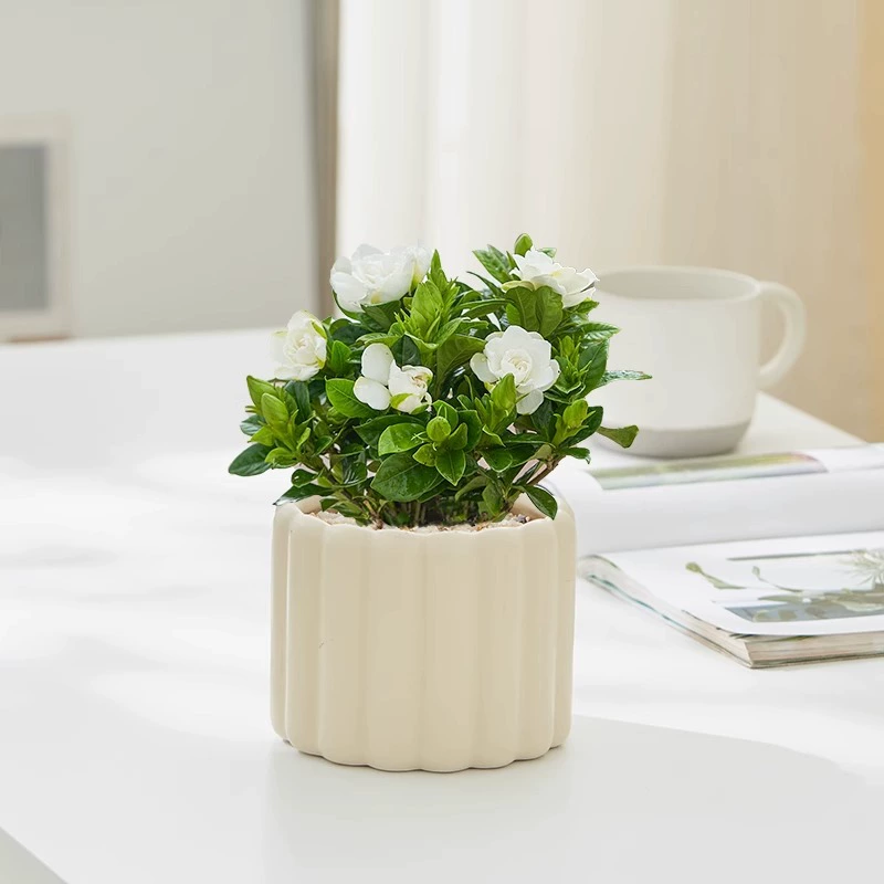 Цветы в горшках с гарденией, гостиная, офисный рабочий стол, четырехсезонные цветущие растения, простые в уходе, очищают воздух и поглощают формальдегид.