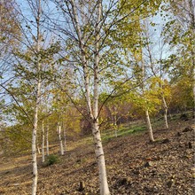 @ˇֲ ט |ͺט טС |ט ט