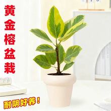 黄金榕绿植盆栽客厅桌面阳台植物好养橡皮树办公室招财四季好养