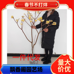 һ�����l�Y����煲���Y����ͥԺ�@�־G���Y�㻨��ľ��������Y��