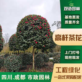 茶花树苗四川园林庭院别墅地栽四季常青耐寒高杆山茶花绿植风景树