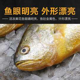 福建宁德开背三去大黄鱼黄花鱼黄瓜鱼腌制非半干货黄鱼鲞