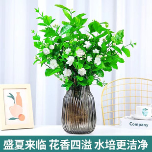 ˮ��ֲ�����������r�л���ϻ���ֱ�l���ò廨�҃ȾGֲ�ļ��_��