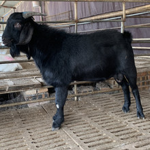 广东哪里有黑山羊批发 黑山羊种哪里有 贵州松桃县努比亚黑山羊