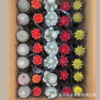 Direct supply of the base ｜ Mixed fairy ball column flowers flowers pot plants hometown flowers and green plant meat plants