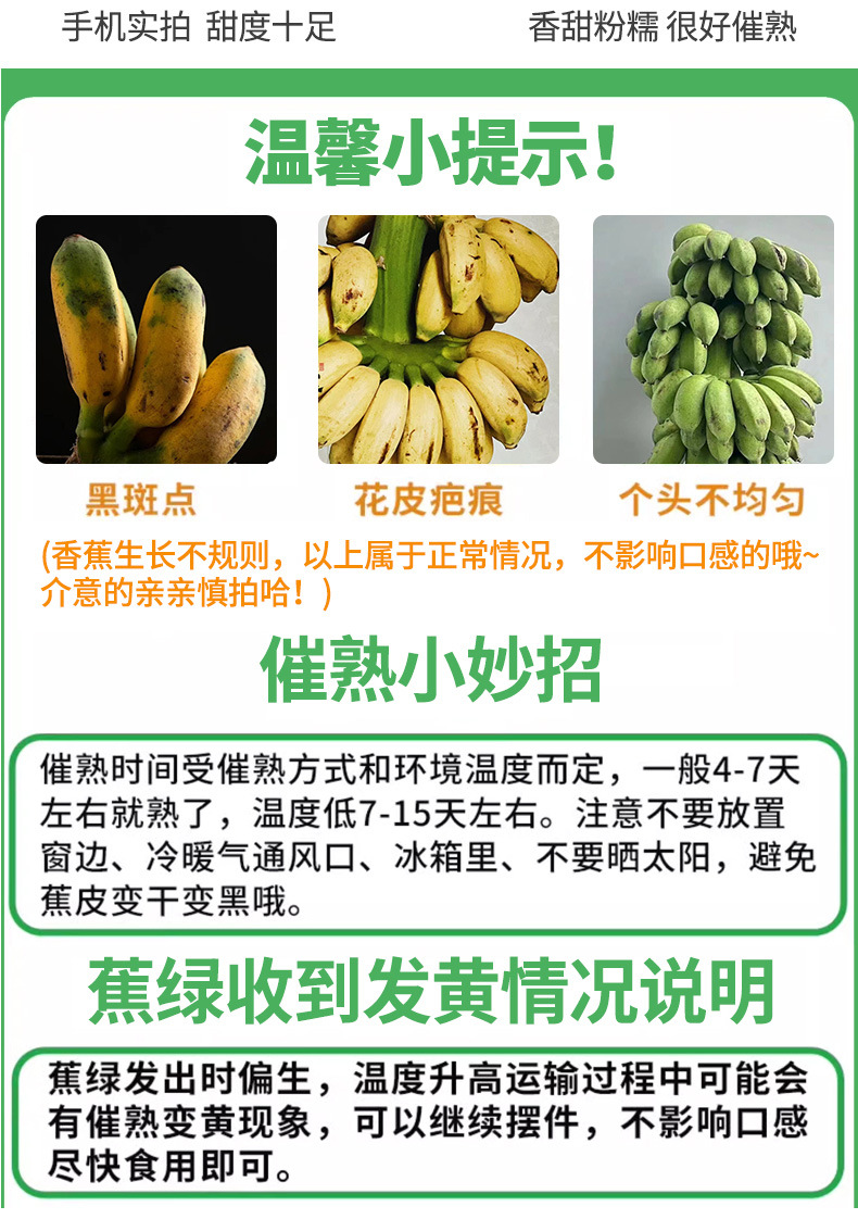 禁止焦绿整串水培香蕉办公室芭蕉办公室桌面拒绝焦绿静止小米蕉甜-阿里巴巴