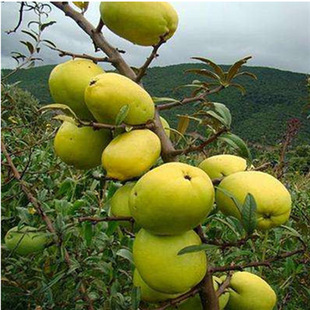 �t��ľ�Ϙ���������ϱ����Nֲ������ľ�Ϙ��Ƥ�tƤľ�Ϯ���Y��