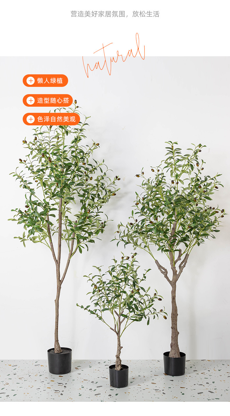 橄榄树2_08