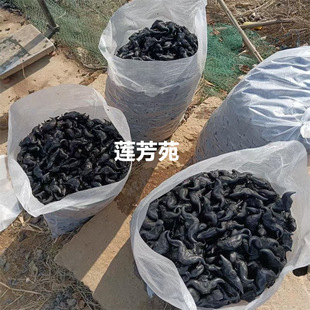 Green Water Chestnut Seedlings Wholesale Four-Cornered Water Chestnut Seed Manufacturers Easy to Survive Direct Origin