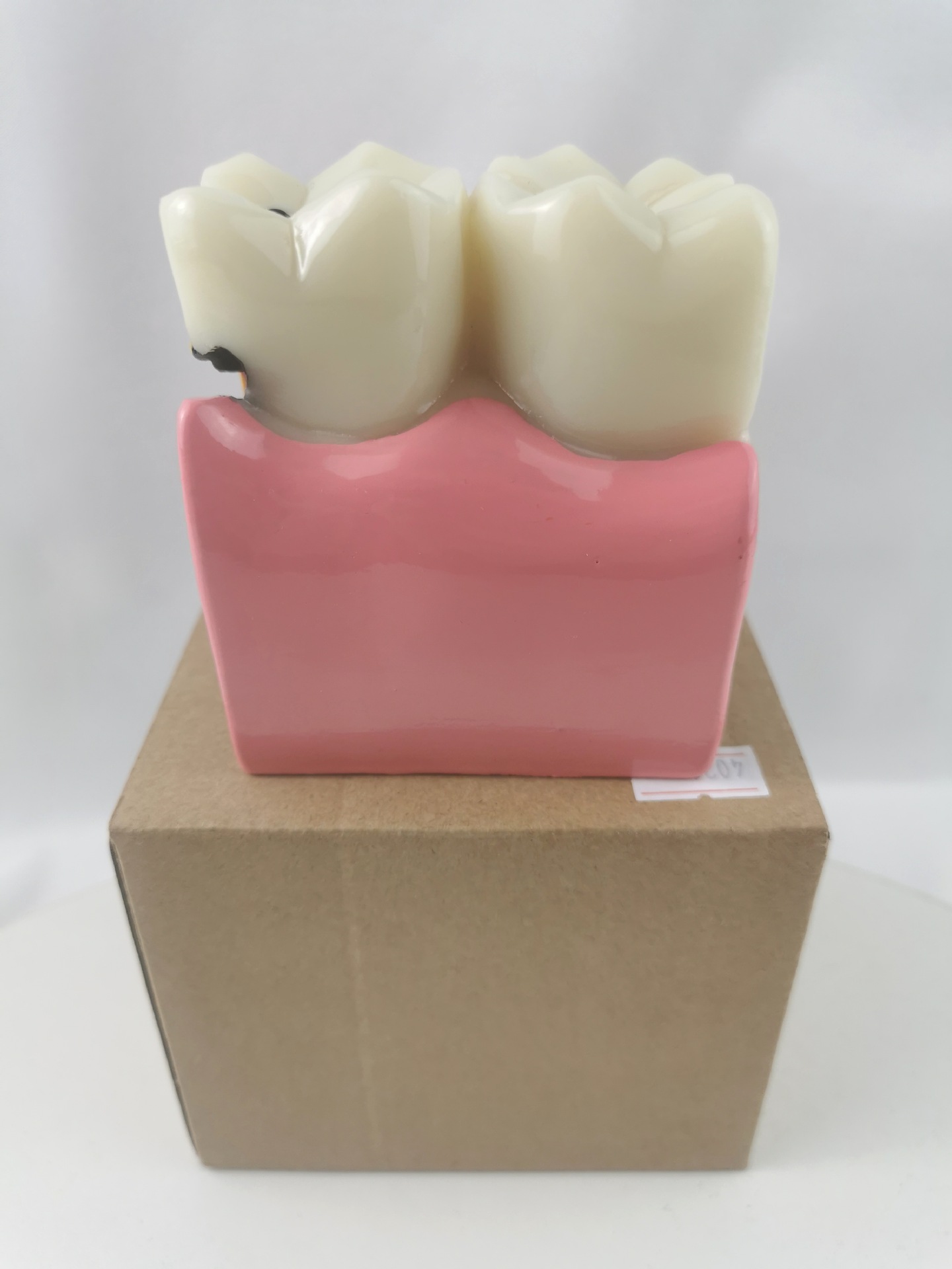 M4021龋齿演练牙齿模型  不可拆卸|ms