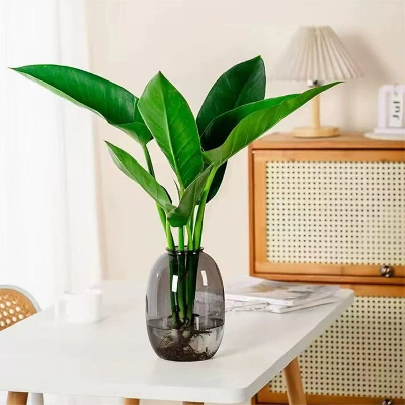 Золотой алмазный горшечный растение, платиновый алмазный потос, гидропонное крупнолистовое зеленое растение, суккулент, легкий в уходе комнатный цветок для офиса.