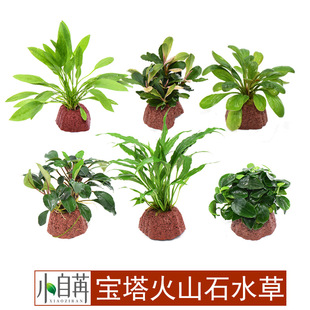 Pagoda Volcanic Stone Planted Purple Crown Japanese Small Banyan Gecko Tail Red Flower Dan Crown Thai Water Sword Red Heart Orchid