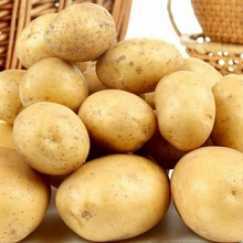 土豆批發新鮮10斤貴州黃皮黃心洋芋蔬菜馬鈴薯現挖大個本地士豆2