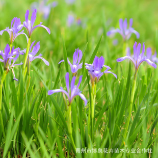 Ma Lan Soil Cup Seedlings Qingzhou Base Supplies Perennial Ground Cover Seedlings Multi-Bud Horse Rush Salt-Tolerant and Alkali-Resistant Greening Plants