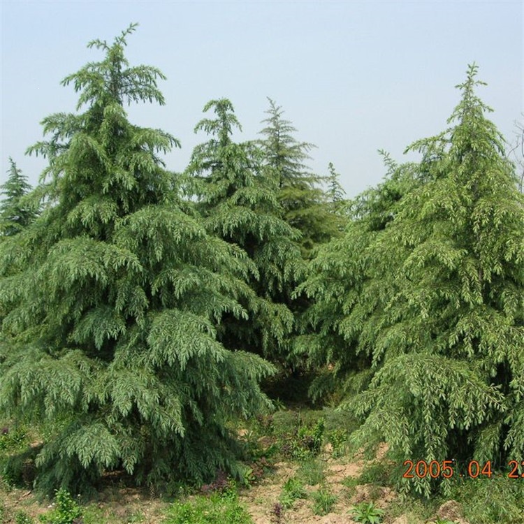 散装雪松种子圣诞树种子 香柏 宝塔松喜马拉雅杉雪松籽植被批发