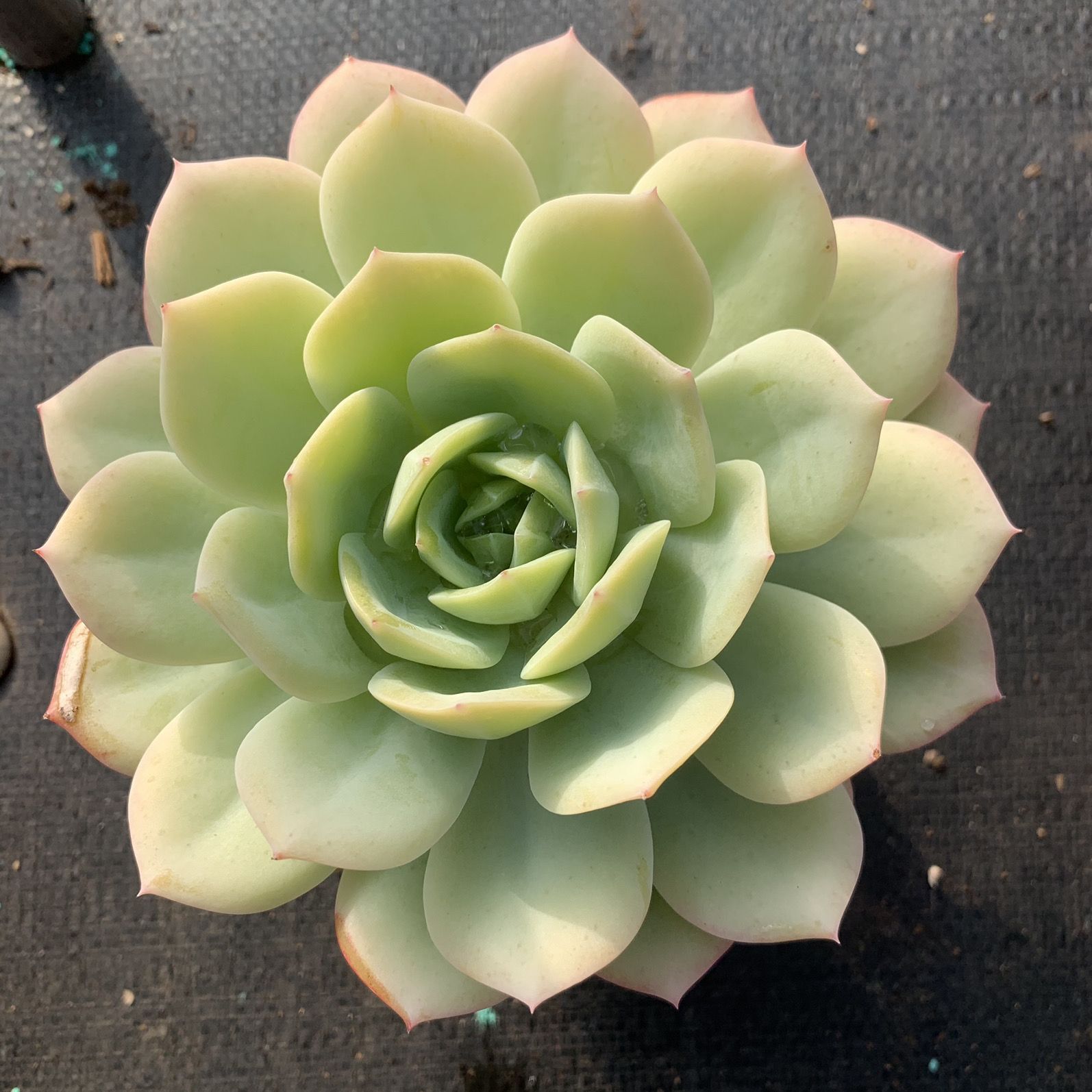 러브송 싱글 헤드 12cm (플라스틱 화분과 함께 사용 가능)